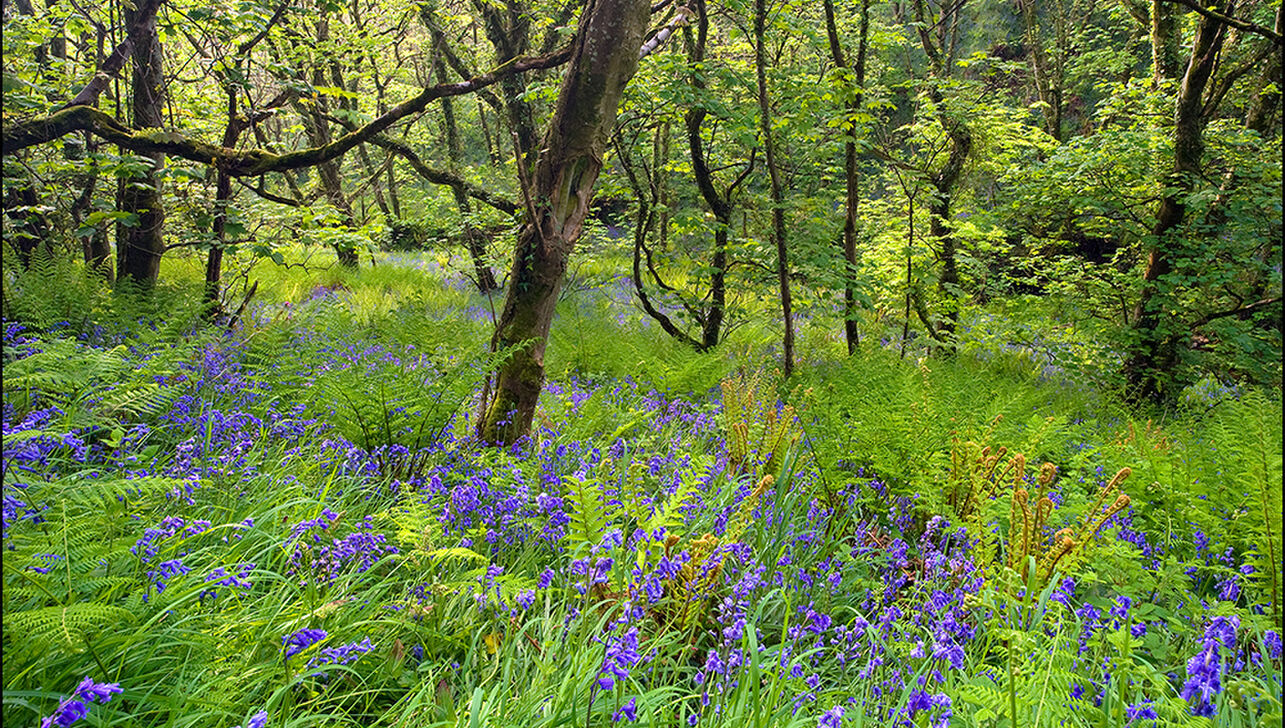 Bluebells in the woods at River Valley
