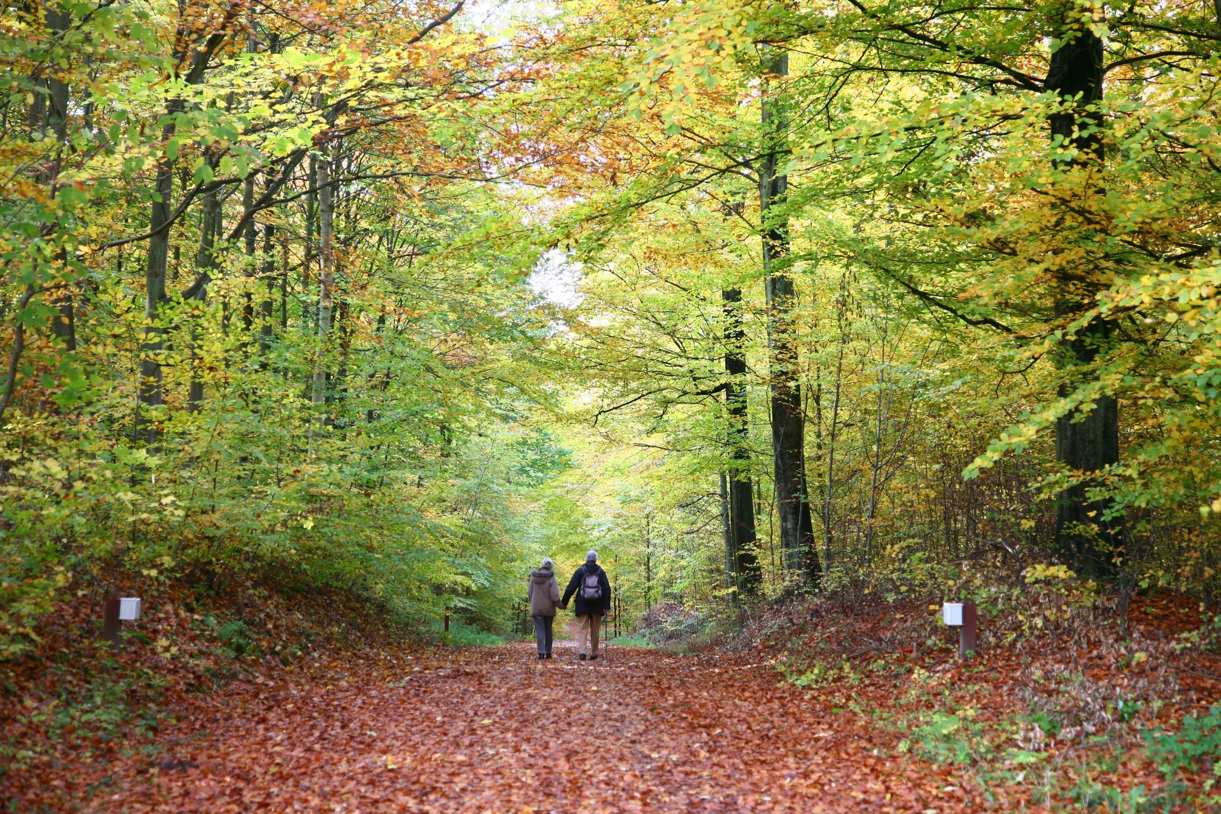 Couple in the woods 