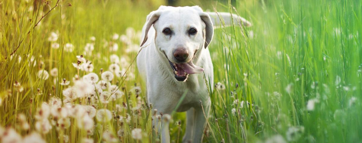 A White Dog walking towards a Camera through a Field of Green Grass