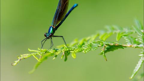 Brightly Coloured Insect on a Green Leaf