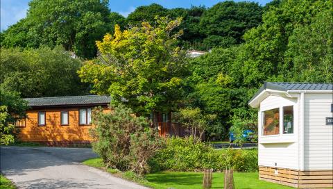 Caravan Holiday Home & a Lodge surrounded by Trees