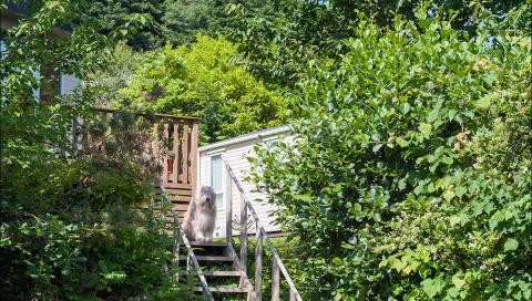A Dog sat on stairs near to Holiday Homes