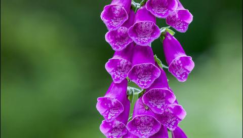 Purple Fox Glove Flower