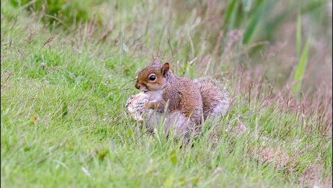 A Squirrel eating in the Grass