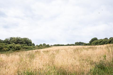 Wild Meadow