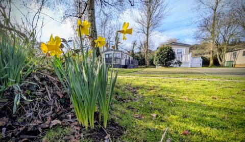 Daffodils at River Valley 