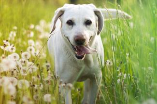 A Dog in a Lush Green Field