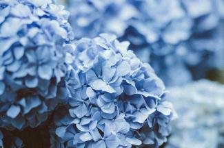 Blue Coloured Flowers